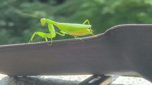 飛び立つカマキリ