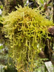 Palustriella Moss, green moss on tree