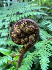 Young silver fern frond with natural background , fern in the forest