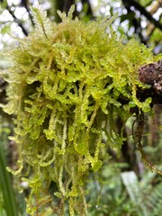 Palustriella Moss, green moss on tree
