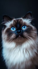 Ragdoll Cat with Blue Eyes.