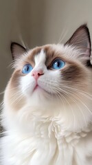 Closeup Portrait of a Ragdoll Cat with Blue Eyes.