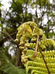 Young silver fern frond with natural background, green fern in the garden