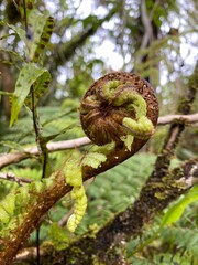 Young silver fern frond with natural background , fern in the forest