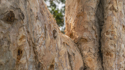 A fragment of the trunk of a unique paper mulberry tree. Close-up. The bark of light beige shades flakes off, exfoliates in thin layers. Mauritius