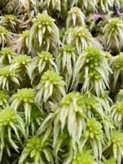 Sphagnum cristatum is a species of plants, New Zealand Sphagnum, close up of green moss