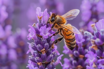 Honeybee on Lavender Flower Close up