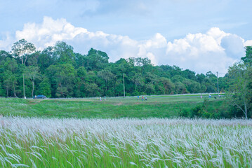 Serene Grassland Field Under Soft Light, A Field of Soft Wild Grasses, Rolling Green Fields in the Countryside, A Calm Morning in the Grassy Wilderness, grass and mountains, landscape with lake, lands