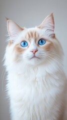 Closeup of a Ragdoll Cat with Blue Eyes.