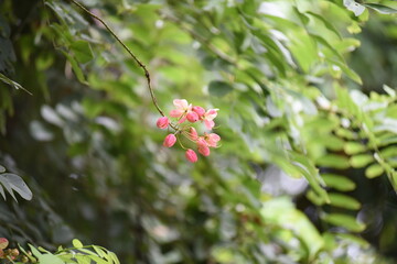 pink flowers on a tree