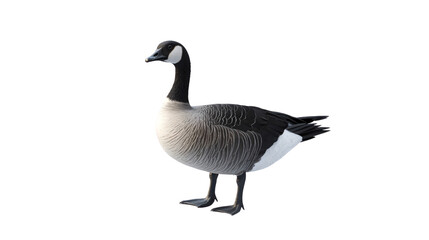 Goose cut on transparent background cutout, PNG file. Mockup template for artwork graphic design