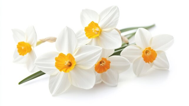 Spring narc isolated on white