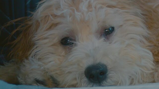 Extreme close up shot of a fluffy Maltipoo dog lying on the floor and trying to fall asleep. A cute Maltipoo dog falls asleep on the floor.