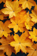 Fototapeta premium Yellow maple leaves for autumn social media vertical background campaign