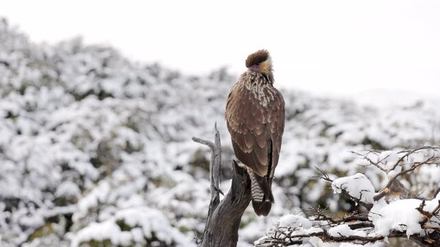 a crested caracara, perching in a tree, preens its neck feathers at monte fitz roy lookout in los glaciares national park of argentina
