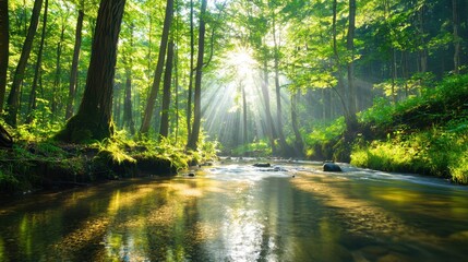 Obraz premium Sun Rays Through Trees Over Forest Stream