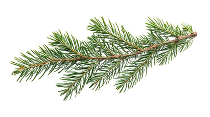 Obraz premium Pine twig on a white transparent background