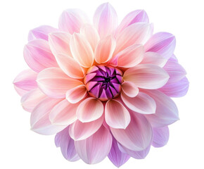 flower isolated on white