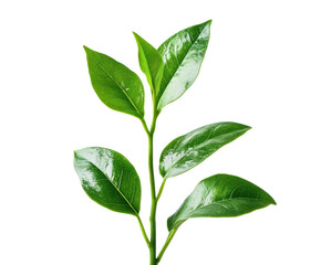 Fototapeta premium green leaf isolated on white background