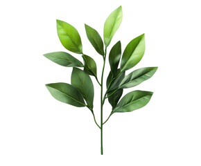 Fototapeta premium green leaf isolated on white background