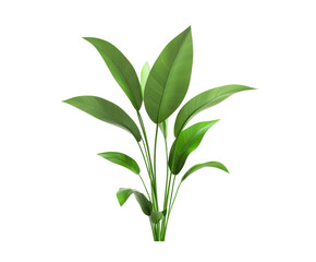 Fototapeta premium green leaf isolated on white background