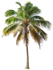 Obraz premium palm tree isolated on white