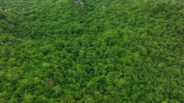 aerial view of dark green forest Abundant natural ecosystems of rainforest. Concept of nature forest preservation and reforestation