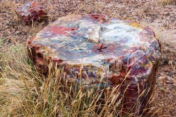 Petrified wood