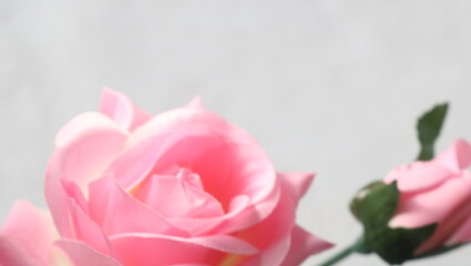 エレガントなピンクの薔薇の花余白コピースペース背景素材