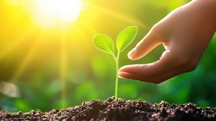 Hand Protecting a Growing Plant in Soil with Sunshine Background