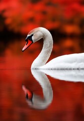 Elegant swan on crimson waters