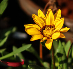 Yellow Gazania Rigens Flower In The Selective Focus