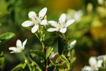 White Night Bloom Jasmine Plant With Leaves