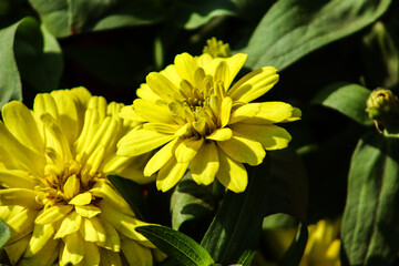 Yellow Beautiful Zinnia Profusion Flower With Closeup
