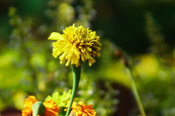 Yellow Chrysanthemum Flower And Flower Focus On The Blur Background