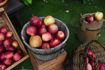 basket of apples