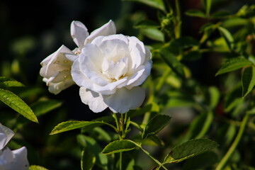 White Rose Flower Bloom Closeup With Beautiful Color
