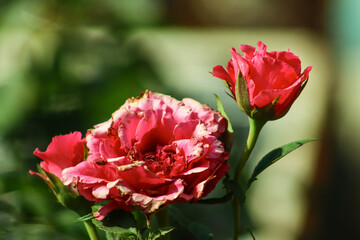Two Beautiful Pink Rose Flower With Focus