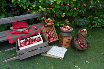 red apple orchard