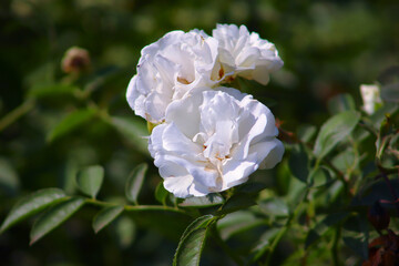 White Rose Flower Closeup With Green Leaves