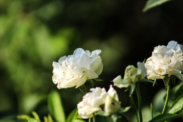 White Rose Flowers Group With Green Leaves With Focus