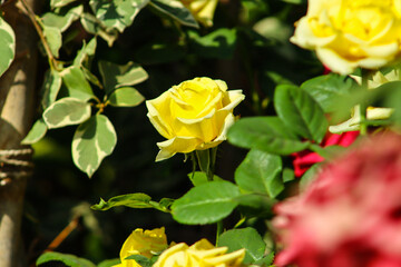 Beautiful Yellow Rose Flower Between Green Leaves
