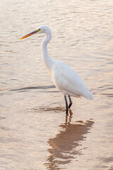 Great egret (Ardea alba), a medium-sized white heron fishing on the sea beach