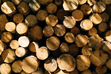 Lumber wood. Sawn cut trees, logs close up background texture. Firewood, deforestation, forest destruction