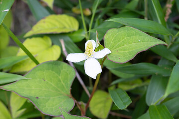 ドクダミの花