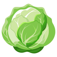 Obraz premium Fresh white cabbage head isolated on white background, organic vegetable for healthy cooking, natural food ingredient, raw cabbage for salads
