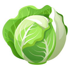 Whole organic white cabbage head, fresh and healthy vegetable, isolated on white background, natural ingredient for salads and cooking