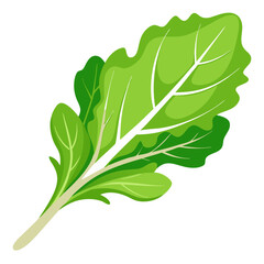 Fresh green arugula leaf vector illustration, perfect for healthy eating, organic food, diet recipes, and vegetarian cuisine