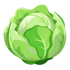Obraz premium Fresh white cabbage head isolated, organic vegetable for healthy cooking, nutritious and raw cabbage for salads and natural food
