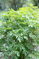 マツカゼソウ（松風草）薬草